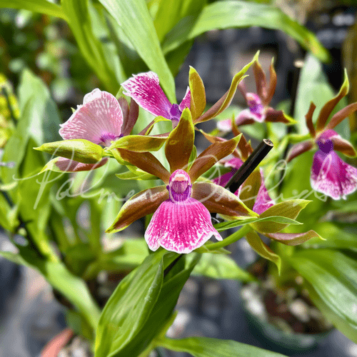 Zygopetalum — Palmer Orchids